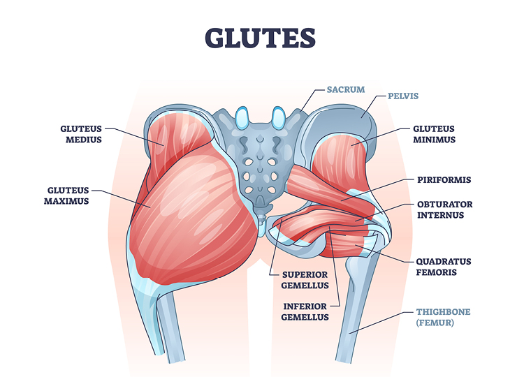 glute anatomy