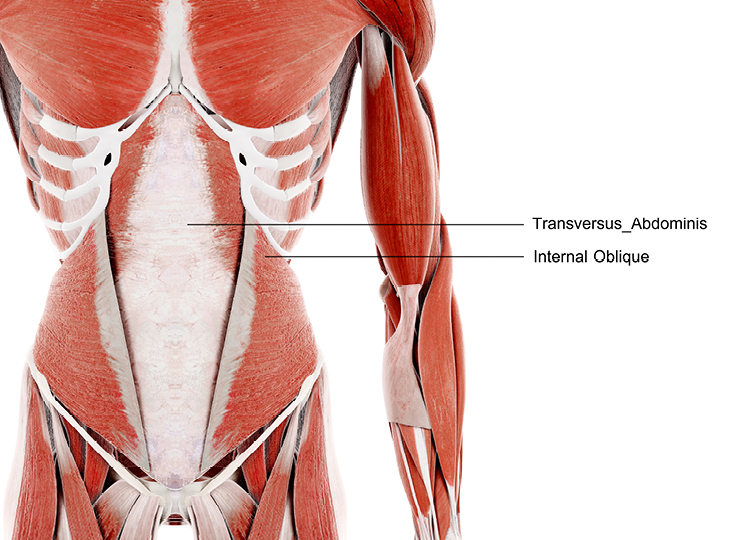 abs anatomy